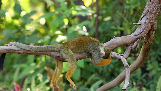 常见的松鼠猴。视频素材