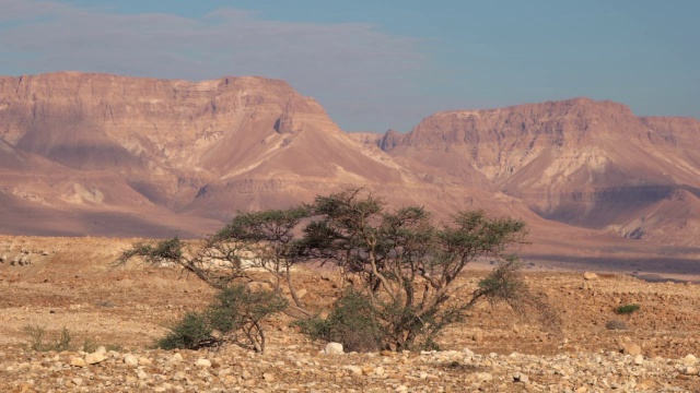 用树拍摄内盖夫沙漠中的马萨达/以色列视频下载