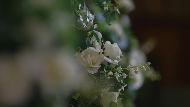 CU R/F PAN白色玫瑰/英国爱丁堡视频素材