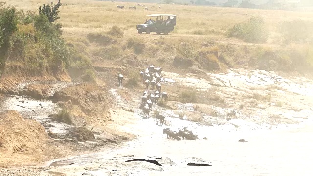 肯尼亚的角马大迁徙视频素材