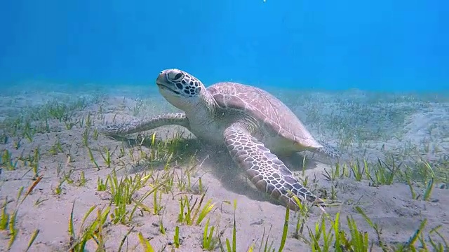 在海草床上吃草的绿海龟/ Marsa Alam视频素材