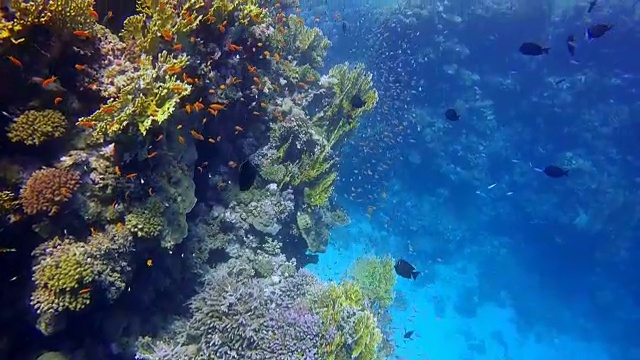 彩色珊瑚礁与许多鱼在慢镜头视频素材