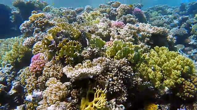 在红海的珊瑚礁上找到很多鱼视频素材