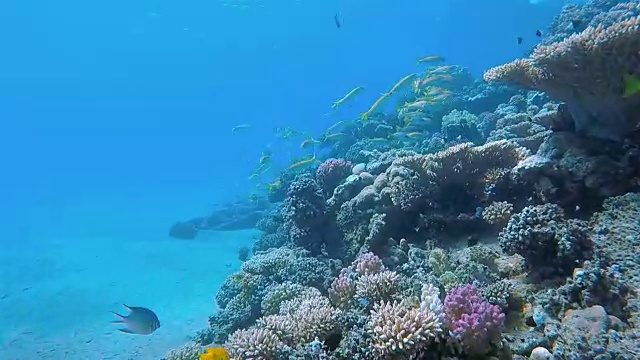 红海的珊瑚礁和鲷鱼群视频素材