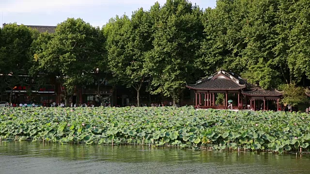 中国浙江杭州西湖上的亭子和荷花田视频素材