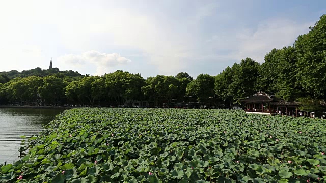 中国杭州西湖湖畔荷花田美景视频素材