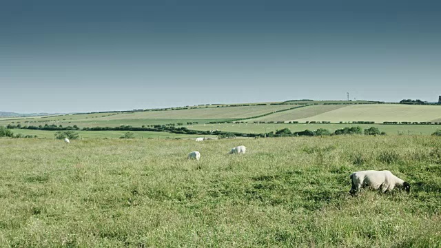 草地上的绵羊视频素材