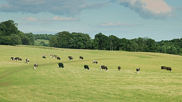 一群奶牛在田野里吃草视频素材