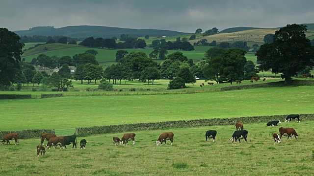 奶牛和小羚羊在英国的田野里吃草视频素材