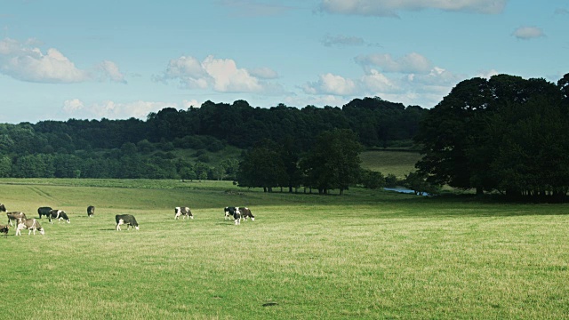 一群奶牛在河边的田野里吃草视频素材