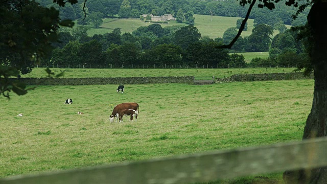 牛群中的母牛和小牛视频素材