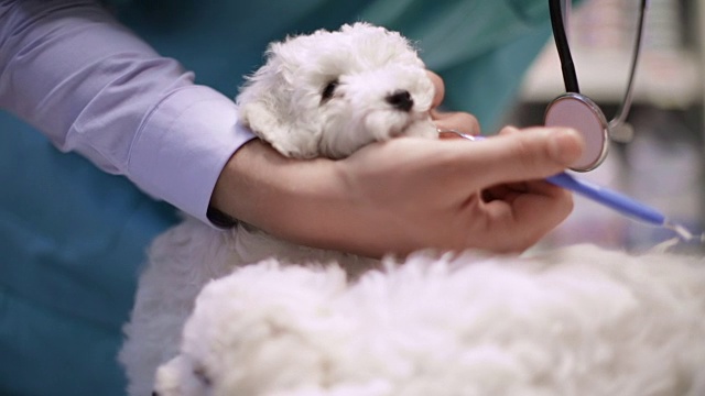 兽医在动物医院给狗清洗牙齿视频素材