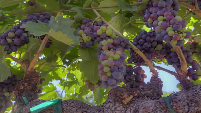 成熟的葡萄簇视频下载