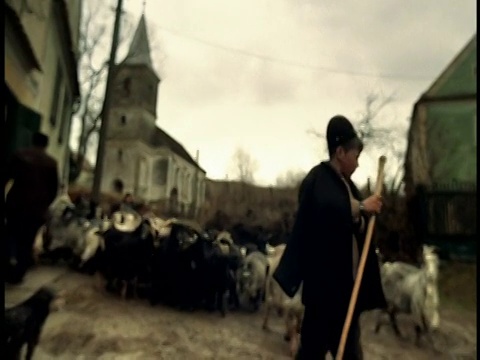 在特兰西瓦尼亚的斯比乌村的路上，一名身穿土著服饰的少年牧羊人和一群山羊一起走着视频素材