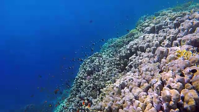 马萨阿拉姆岛上的珊瑚礁视频素材