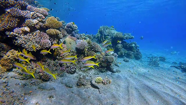 红海的珊瑚礁上有一群鲷鱼视频素材