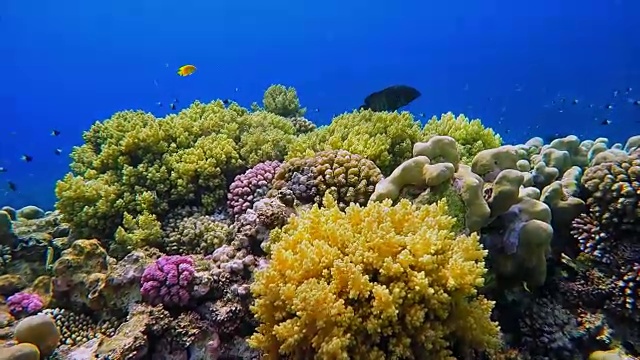 美丽的海洋生物红海上的珊瑚礁视频素材