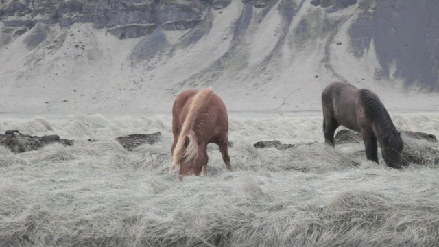 在冰岛Vik I Myrdal放牧的马的CU视频素材