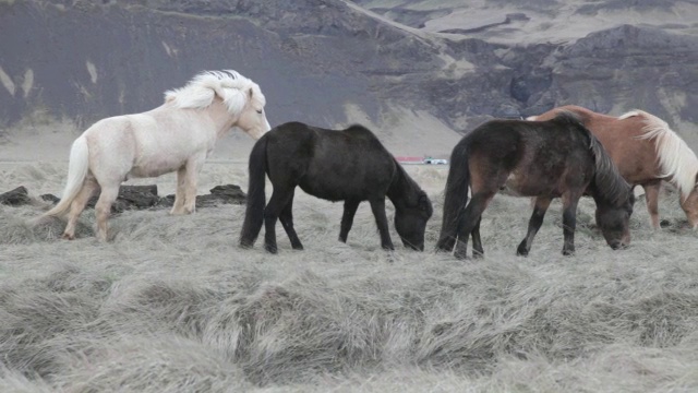 背景是冰岛村庄Vik I Myrdal的田野里的马视频素材