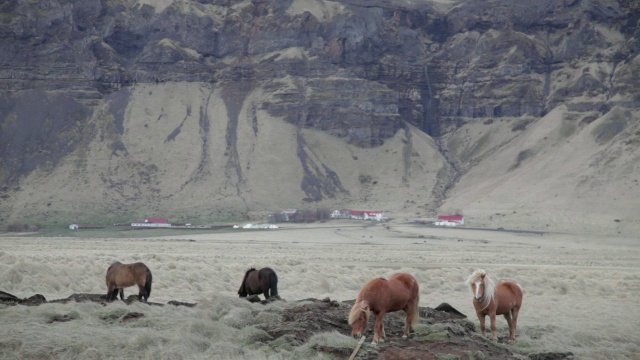 中景，马在田野里，背景是冰岛村庄Vik I Myrdal视频素材