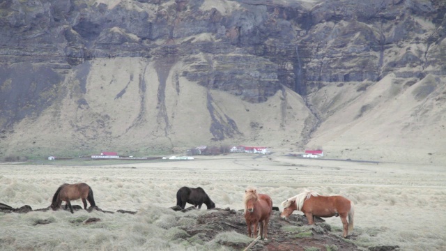 中景，冰岛Vik I Myrdal村田野里的马视频素材