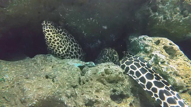 高清:巨型海鳗视频下载