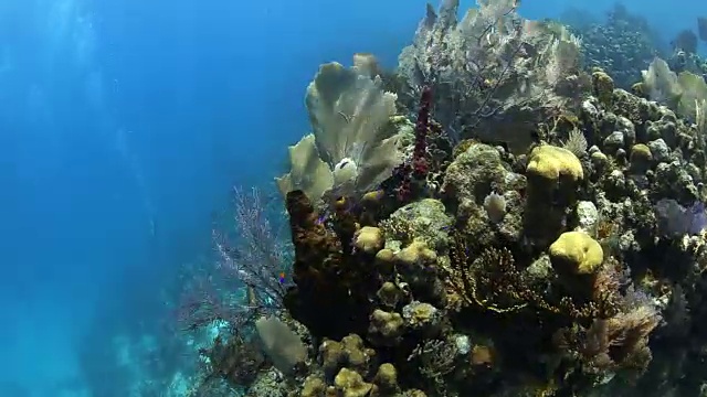 潜水员沿着珊瑚礁游泳，尤拉湾群岛洪都拉斯视频下载
