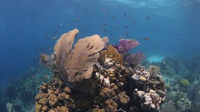 珊瑚头，尤拉湾群岛洪都拉斯视频下载