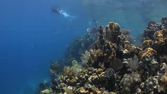 浮潜和珊瑚礁，洪都拉斯尤拉湾群岛视频下载