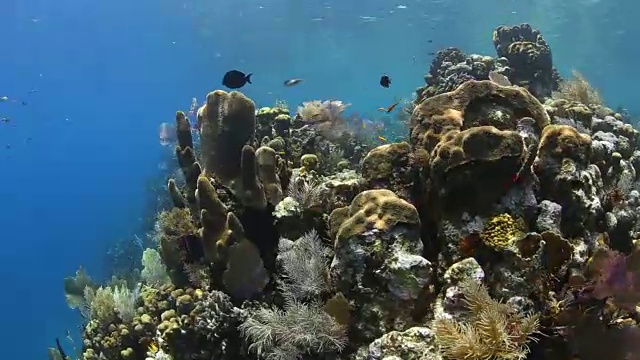 浅海珊瑚礁，尤拉湾群岛洪都拉斯视频下载