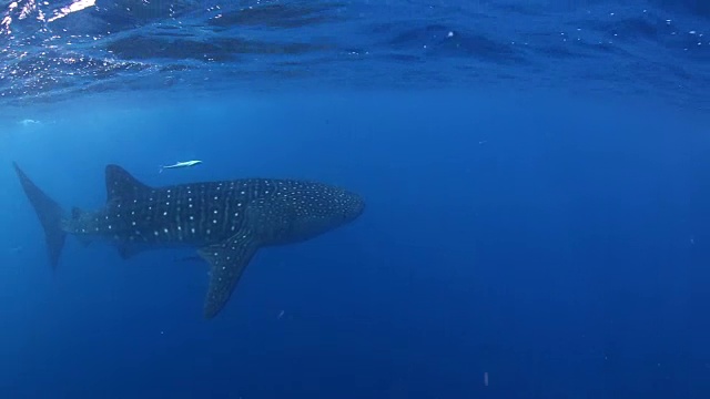 洪都拉斯尤拉湾群岛水面上游动的鲸鲨视频下载
