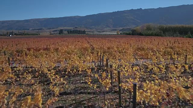 葡萄园在秋天视频素材