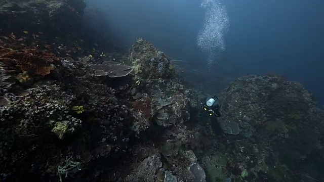 印度尼西亚弗洛雷斯，一名潜水员沿着珊瑚礁下潜视频素材