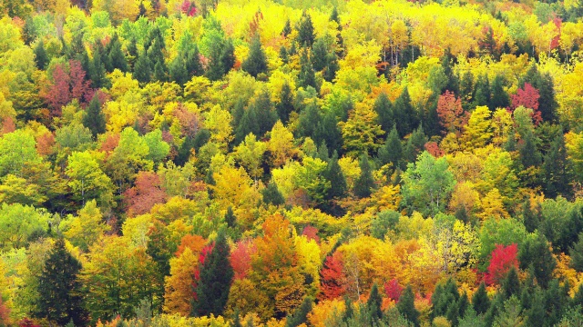 缅因州五颜六色的树叶视频下载