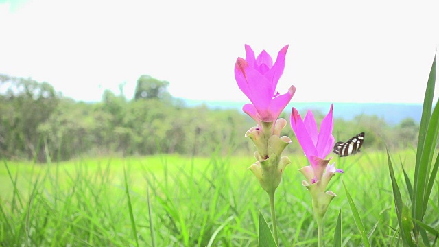粉红色的花和蝴蝶视频素材