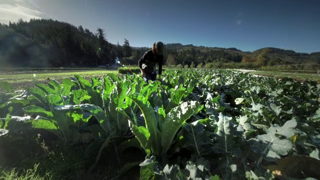 妇女在有机农场收获花椰菜视频下载