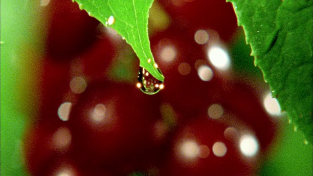 高速水滴从叶子上落下，背景是红色的果实视频素材