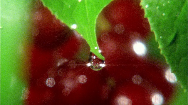 高速水滴从叶子上落下，背景是红色的果实视频素材