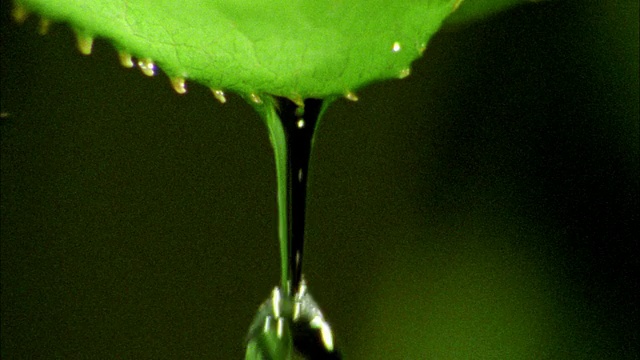 极近距离高速水滴从树叶上落下，背景为黑色+绿色视频素材