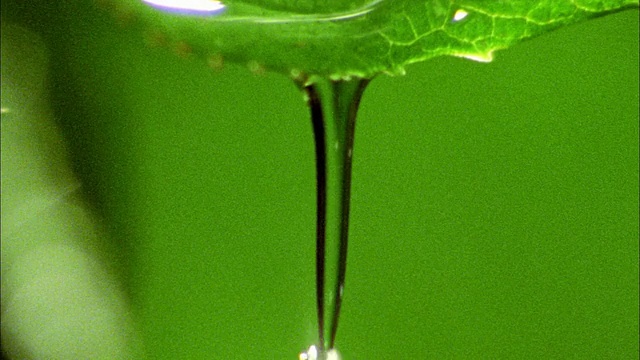 高速水滴从绿色背景的树叶上落下视频素材