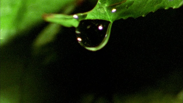 高速水滴从黑色背景的树叶上落下视频素材