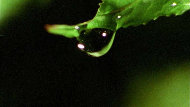 高速水滴从黑色背景的树叶上落下视频素材