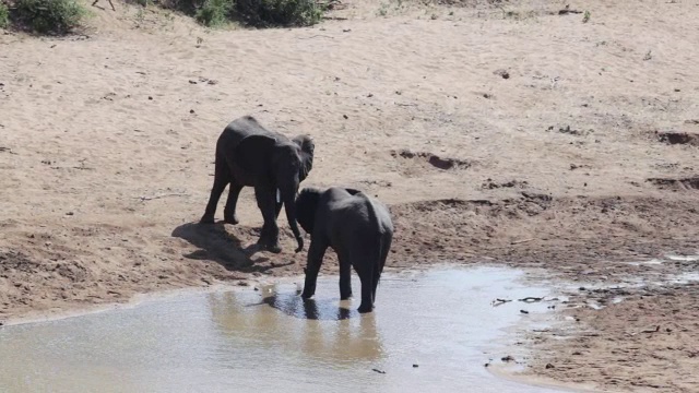 MS TS观看两头大象在水外玩耍打架/南非林波波克鲁格国家公园视频下载