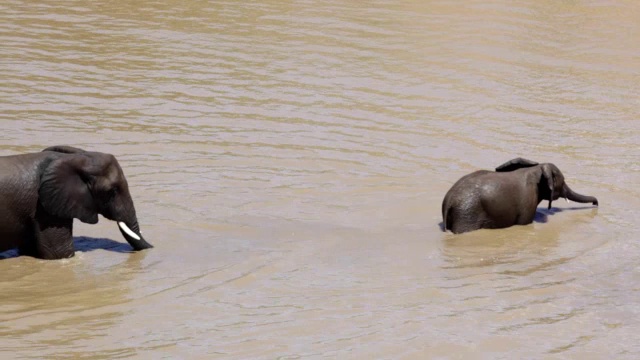两只水中行走的大象/克鲁格国家公园，林波波，南非视频下载
