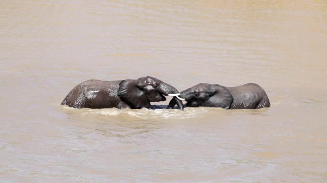 两只大象在水中打架/克鲁格国家公园，林波波，南非视频下载