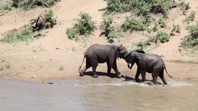 南非林波波克鲁格国家公园，两只大象在没有水的地方打架视频下载