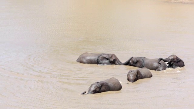 南非林波波，克鲁格国家公园，大象在水中嬉戏视频下载