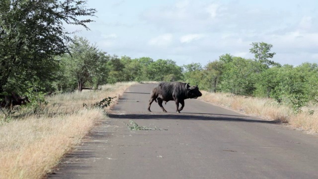 南非林波波克鲁格国家公园，一群水牛穿过马路视频下载