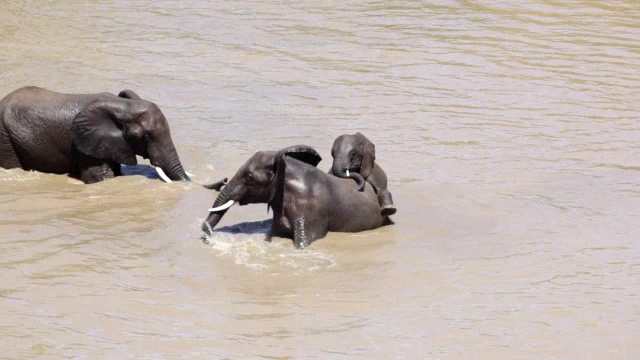 两只大象在水中嬉戏打架/克鲁格国家公园，林波波，南非视频下载