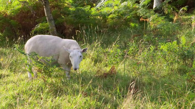英国海岸边放牧的绵羊视频下载